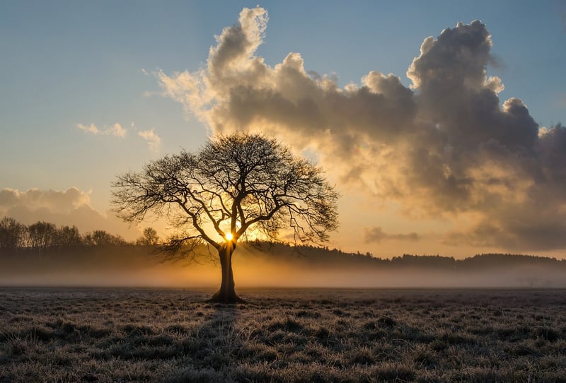Silhouette Mystery